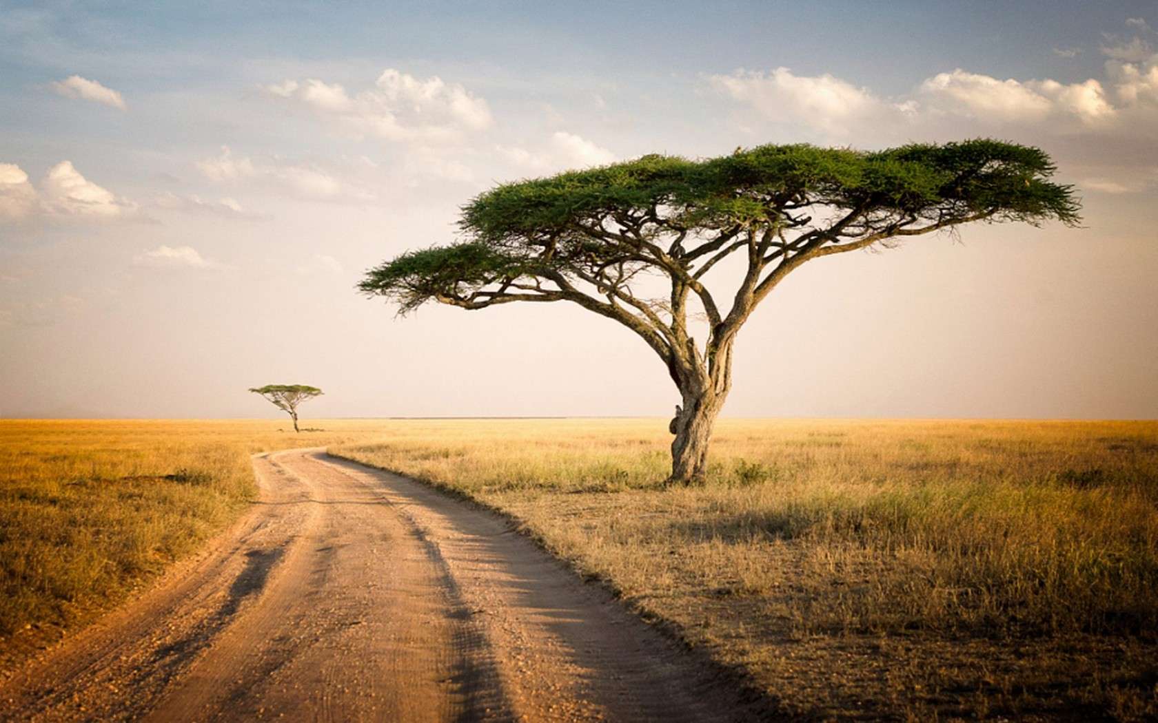 1724919064288_The gold side of Tanzania wildlife safari deep in Serengeti national park