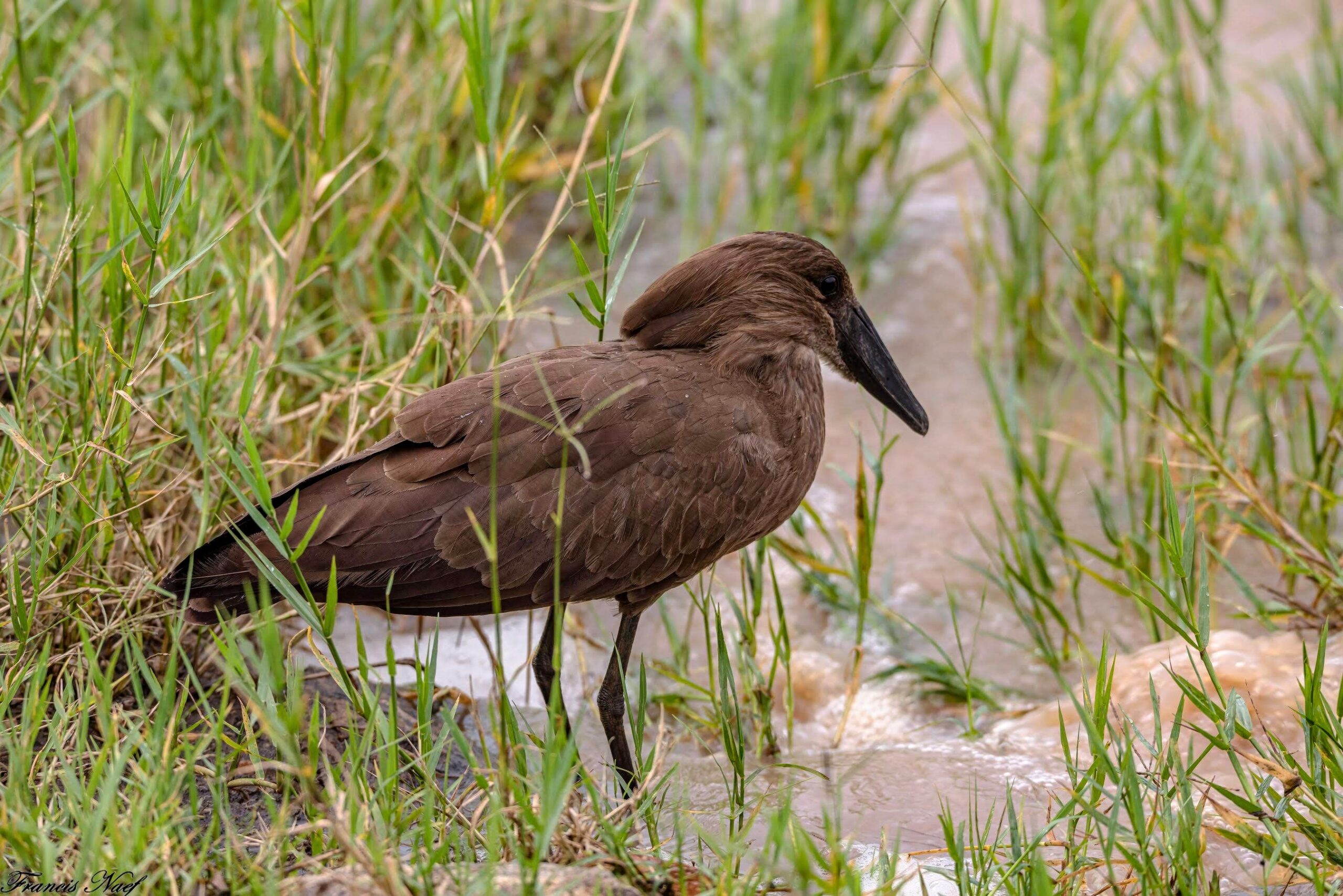 2019.07.31_16 28 51 NIKON D850 DSC_2826 356 scaled
