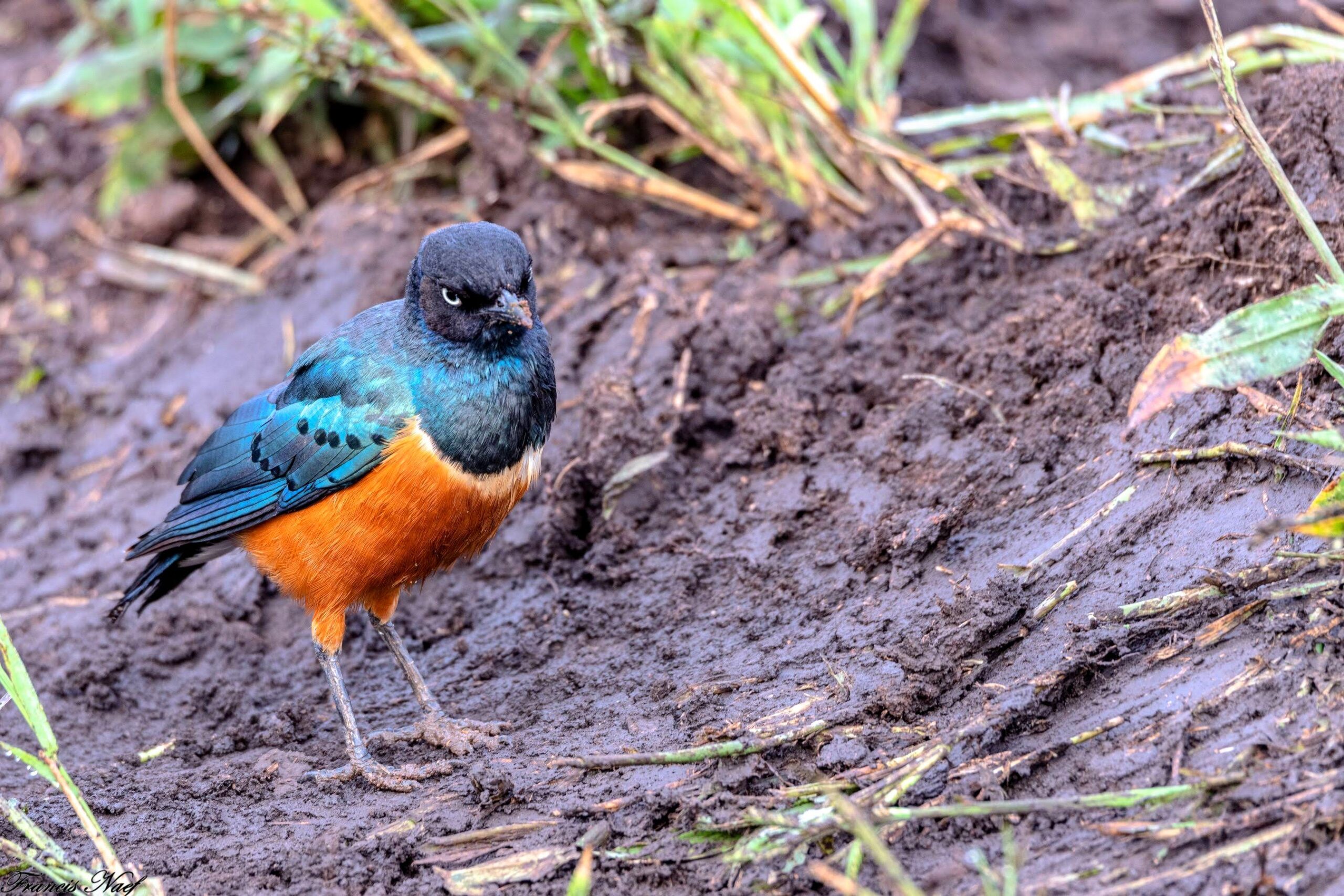 2019.08.01_07 49 33 NIKON D850 DSC_2993 516 scaled
