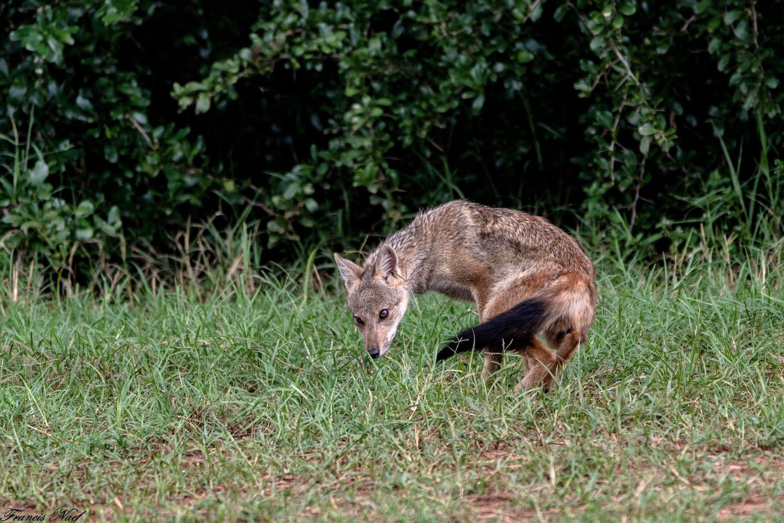 2019.08.01_15 12 07 NIKON D850 DSC_3136 707 scaled