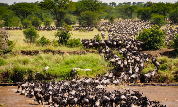 jorge tung Great Migration_Africa_medium