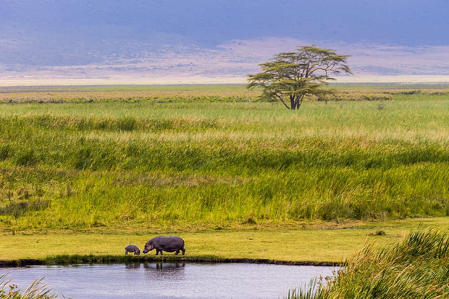 tanzania ngorongoro crater grass hippo