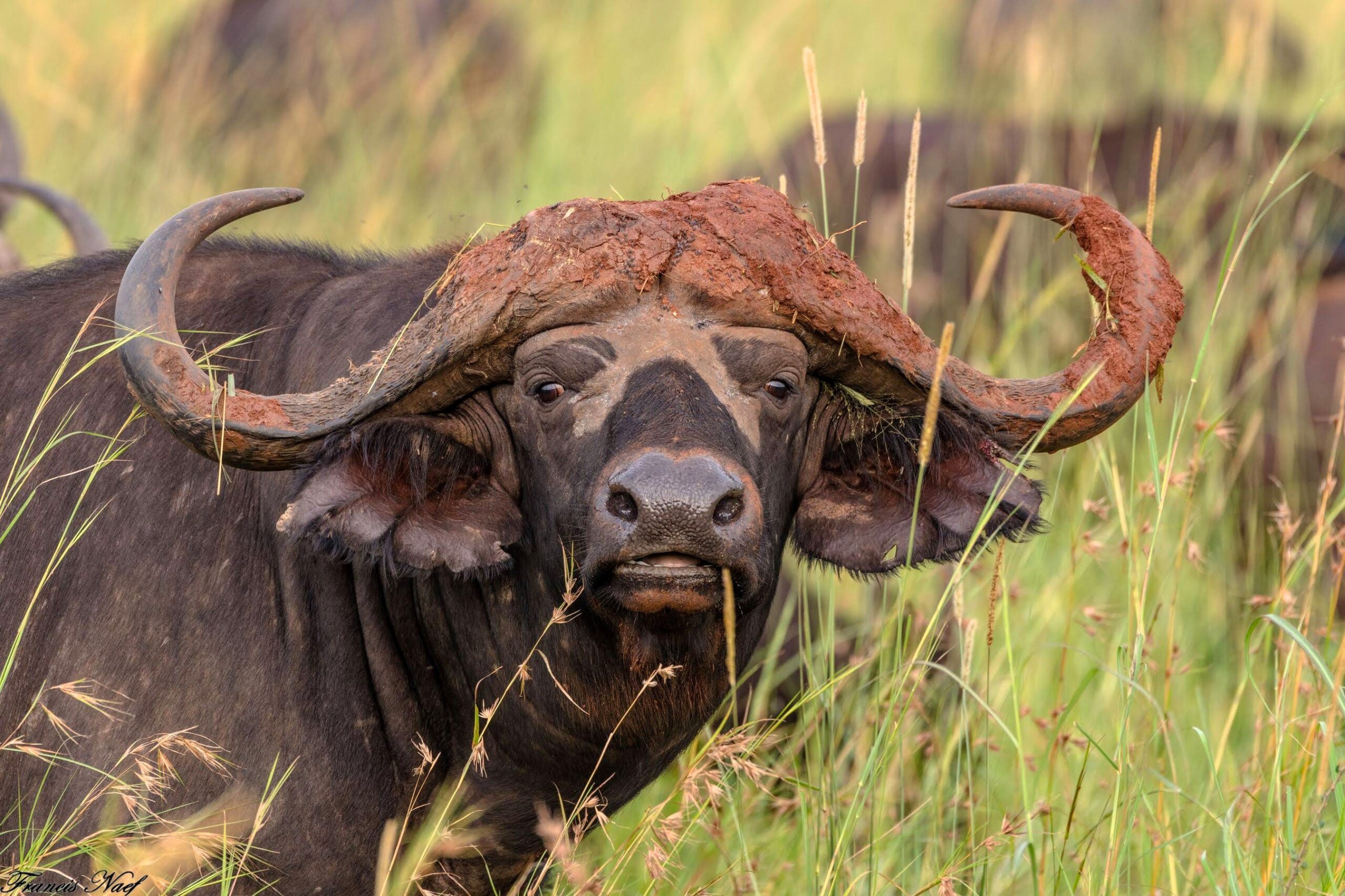 2019.08.01_08 21 45 NIKON D850 DSC_3017 537 scaled