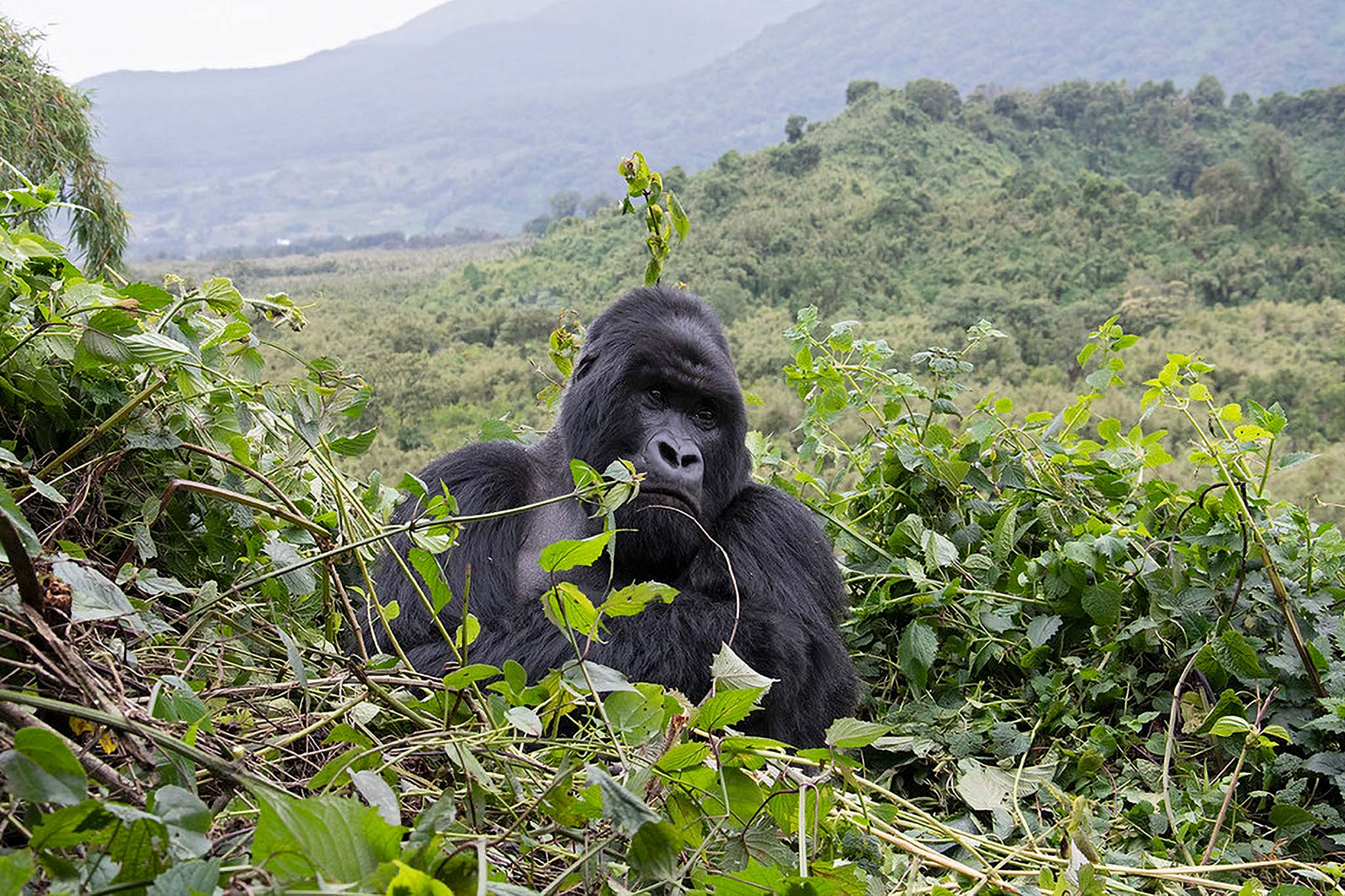 virunga_volcanoes__4