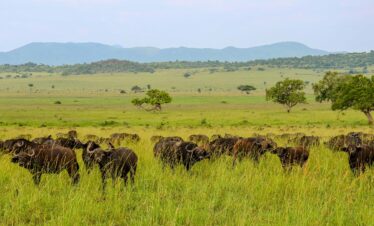 6-Day – Uganda’s Wildlife, Primates and Gorilla Experience