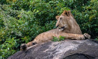 21-Day – Uganda: From Peaks to Plains, Rivers to Culture