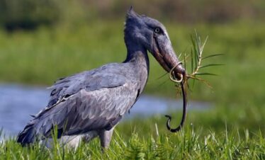 8 Day – Uganda Birding Extravaganza
