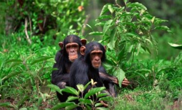 11-Day – Pearl of Africa Grand Discovery