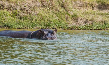 7-Day – Primates and Big Cats