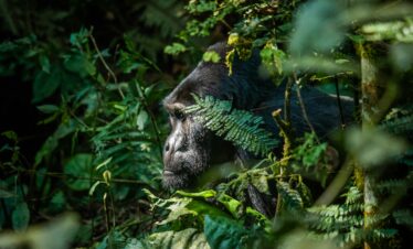 12-Day – Expedition and Gorilla Journey