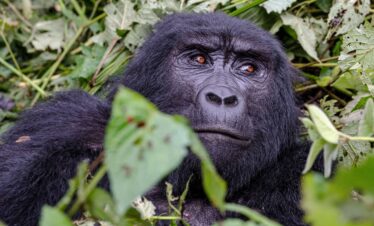 4-Day – The Ultimate Gorilla Tracking Experience