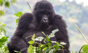13-Day – Ultimate Uganda and Kenya Explorer