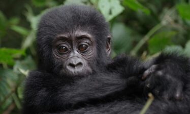 5-Day – Classic Encounter into the Realm of Gorillas