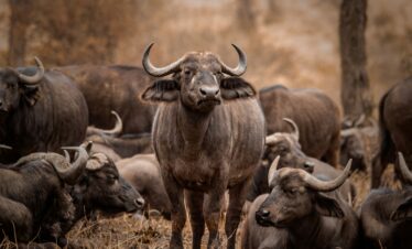 8-Day – Tanzania’s Grand Classic Safari