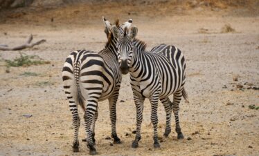 16-Day – The Ultimate East Africa Grand Safari