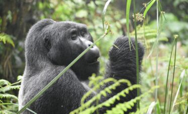 5-Day – Gorilla Safari from Kigali