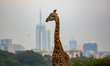 13-Day – Kenya Grand Safari & Adventure