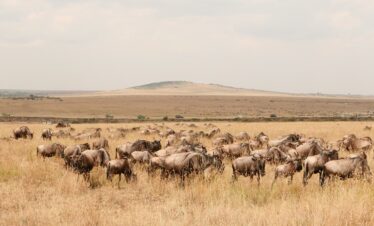 16-Day – Kenya Ultimate Safari and Beach Escape