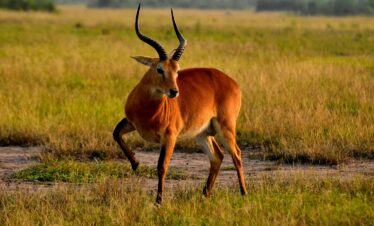 18-Day – Wildlife Grand Safari: Uganda and Rwanda Primate