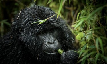 3-Day – Rwanda Gorilla Escape
