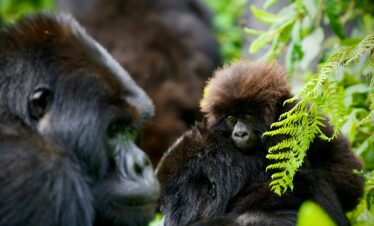 5-Day – Gorilla Adventure: Uganda & Rwanda