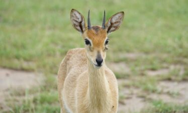 8 Day – The Heartbeat of the Pearl of Africa