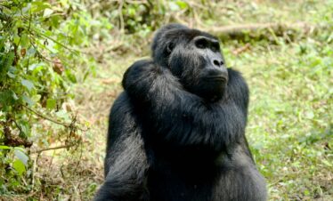 6-Day Luxury Gorilla Tracking Safari
