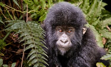 11-Day – Congo Grand Adventure