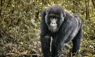 4-Day – Congo in a Capsule
