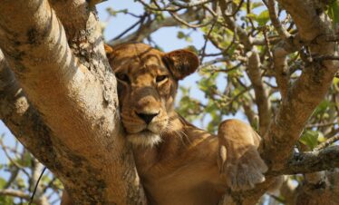 22-Day – The Ultimate Uganda and Rwanda Expedition