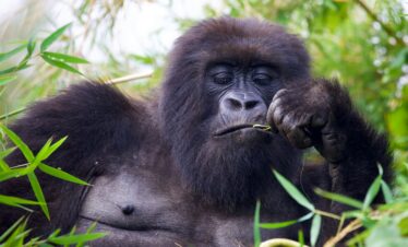 4-Day – Rwanda in a Glimpse