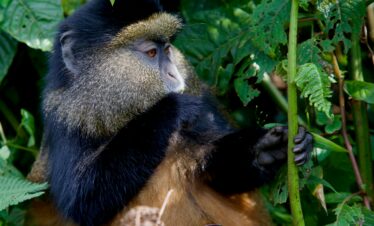 9-Day – Rwanda: Primates, Savannah and Rainforest