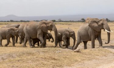 5-Day – Kenya’s Greatest Hits