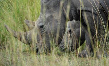 5-Day – Uganda and Kenya Highlights