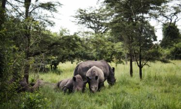 4-Day – The Pearl in a Blink (Ziwa Rhino Sanctuary – Murchison Falls National Park)