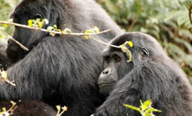 14-Day – The Ultimate Uganda and Congo Excursion
