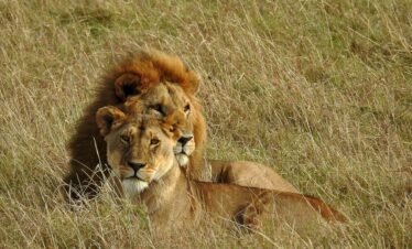10-Day – Ultimate Kenya Safari